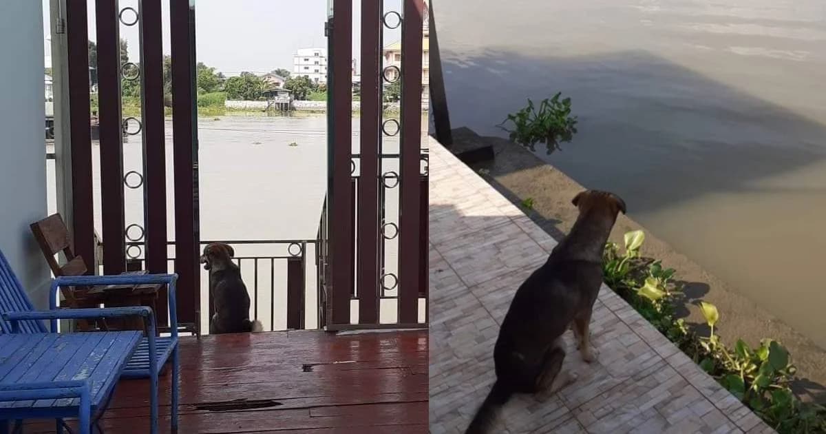 หมาน้อยตกเรือโยงเจ้าพระยา นั่งร้องเรียกเจ้านายทุกครั้งที่เรือแล่นผ่าน