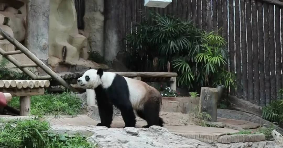 ไทยเตรียมจ่ายเงินชดเชย การตายของแพนด้า “ช่วง ช่วง” 15 ล้านบาท ให้ทางการจีน