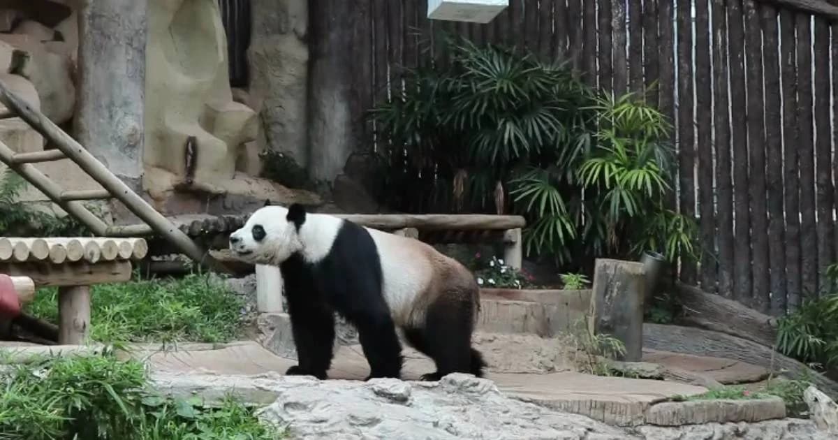 ไทยเตรียมจ่ายเงินชดเชย การตายของแพนด้า “ช่วง ช่วง” 15 ล้านบาท ให้ทางการจีน