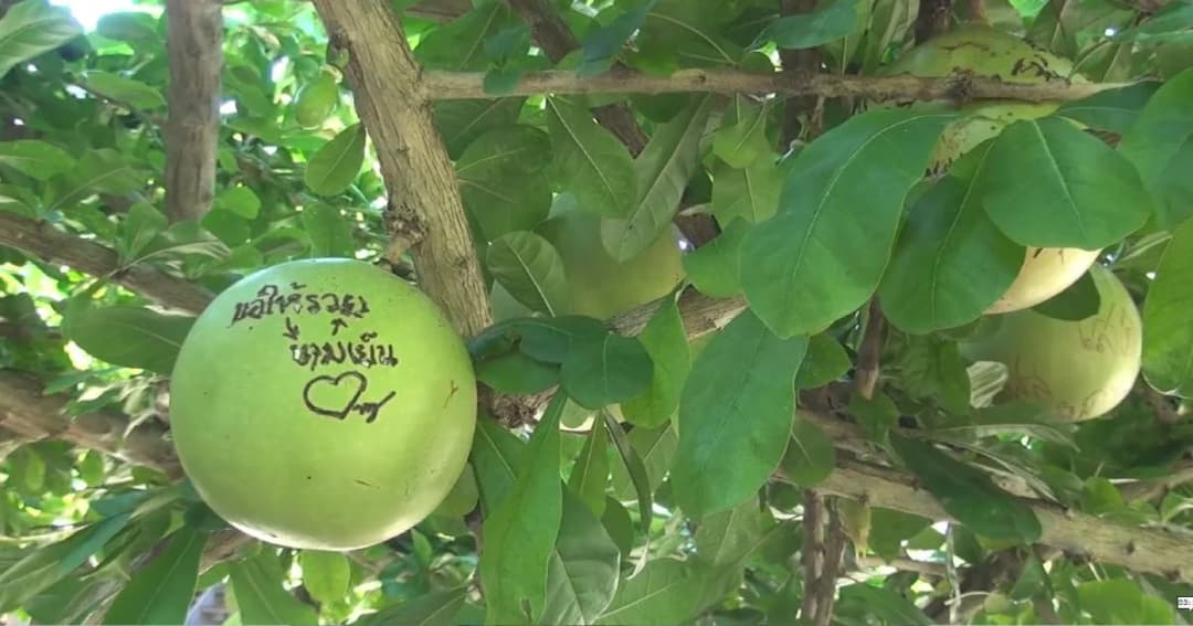 วัดน่านวอน! นักท่องเที่ยวมือบอน อย่าสลักข้อความบนผลน้ำเต้า