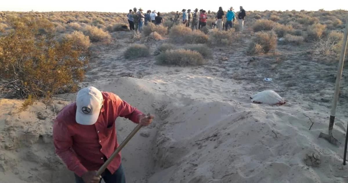 ผงะ! พบศพถูกฆ่าทิ้งฝังหลุม เหลือแต่โครงกระดูกเกือบครึ่งร้อย ในเม็กซิโก