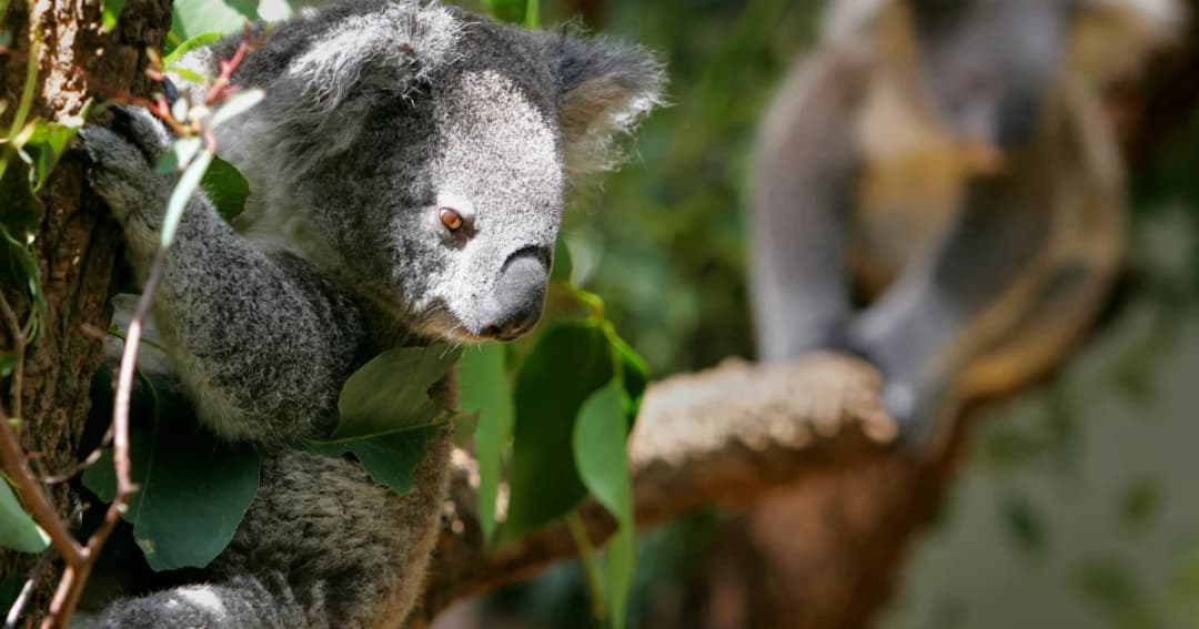 ทางการออสเตรเลียกังวล โคอาล่าหลายร้อยตัวเสี่ยงตายจากไฟป่า