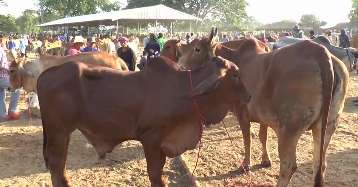 ขอนแก่น ประกาศเขตพื้นที่ระบาดชั่วคราว โรคปากและเท้าเปื่อยในโค-กระบือ