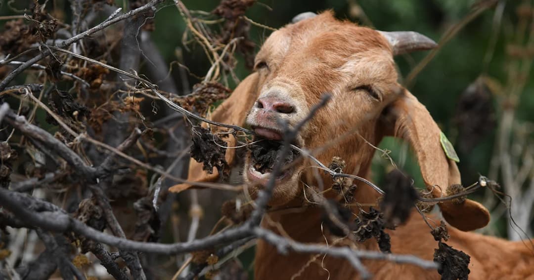ห้องสมุดในสหรัฐฯ จ้างฝูงแพะ 500 ตัว กินเศษใบไม้รอบพื้นที่ สร้างแนวป้องกันไฟป่า