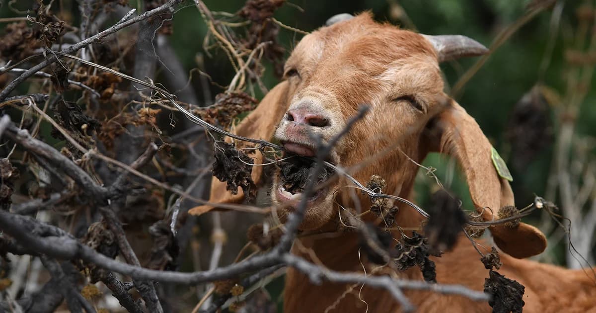 ห้องสมุดในสหรัฐฯ จ้างฝูงแพะ 500 ตัว กินเศษใบไม้รอบพื้นที่ สร้างแนวป้องกันไฟป่า