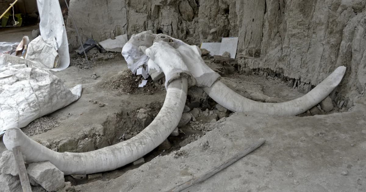 นักโบราณคดีเม็กซิโกพบซากแมมมอธอายุ 15,000 ปี จำนวน 14 ร่าง