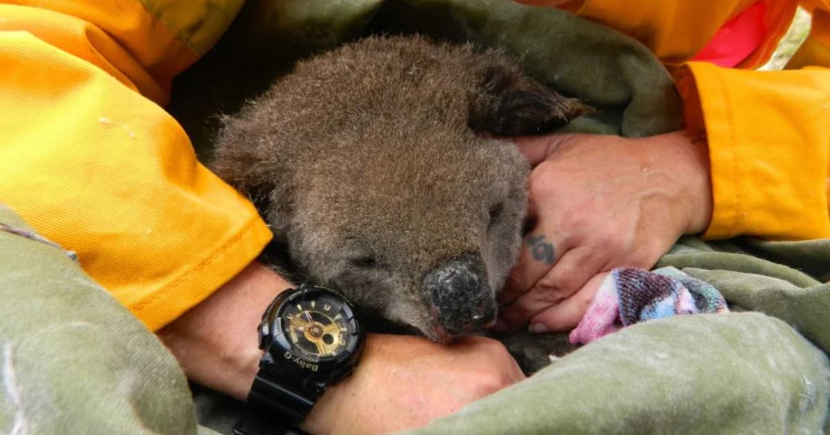 เจ้าหน้าที่ออสเตรเลียเร่งรักษาโคอาลา หลังบาดเจ็บจากไฟป่าในออสเตรเลีย 14 ตัว