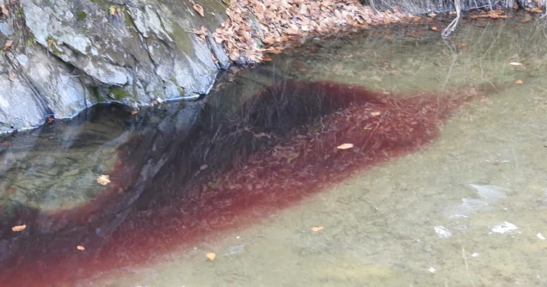 เกาหลีใต้ฆ่าหมูนับแสนเพื่อป้องกันโรคระบาด จนแม่น้ำเต็มไปด้วยเลือด