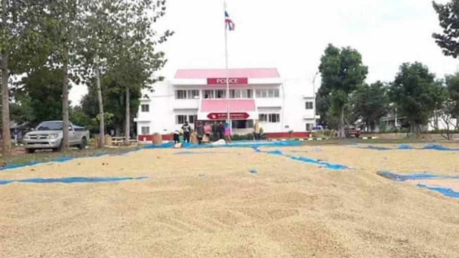 สภ.หนองสรวงเปิดโรงพักให้ชาวนาใช้พื้นที่ตากข้าวเปลือก ลดปัญหาตากข้าวบนถนน