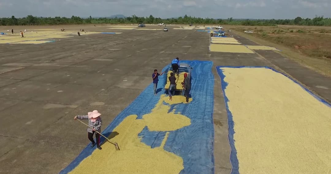 เปลี่ยนรันเวย์สนามบินเก่าเลิงนกทาเป็นลานตากข้าวเปลือกช่วยเหลือชาวนาอีสาน