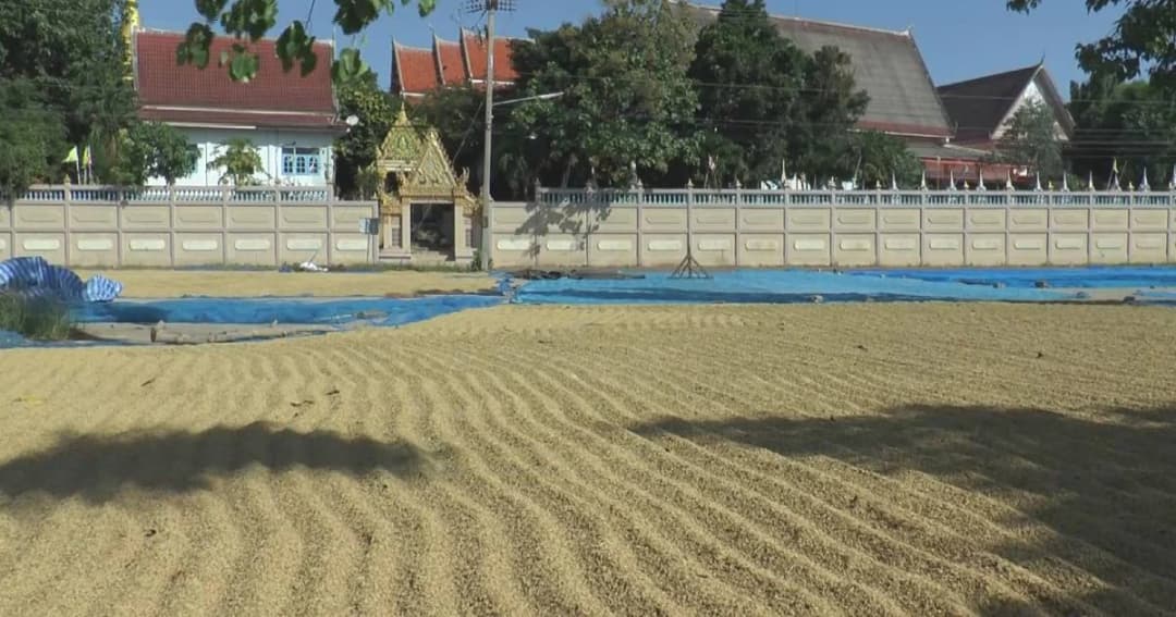 เจ้าอาวาสเห็นใจ เปิดลานวัดให้ชาวนาโคราชตากข้าวเปลือก