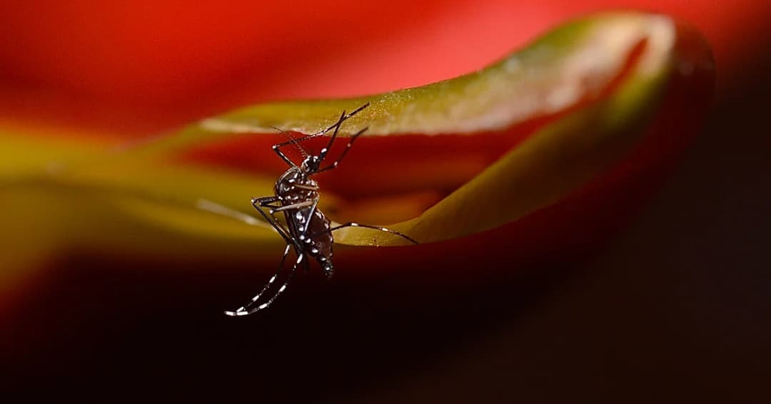 ไทยยังไม่พบผู้ป่วย ‘ไข้เลือดออก’ ที่ติดต่อผ่านการมีเพศสัมพันธ์