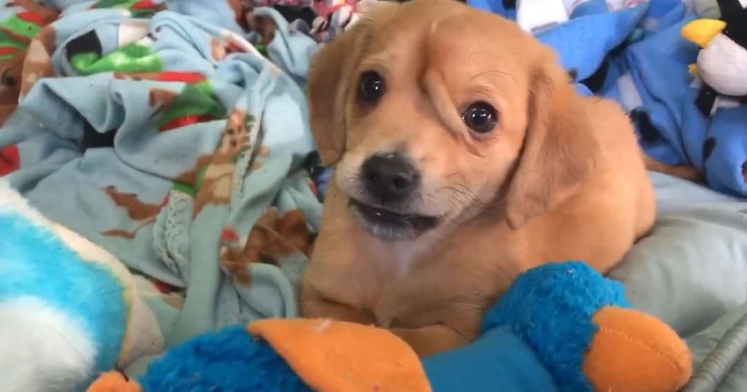 สัตวแพทย์อาสาผ่าตัดลูกหมา หางงอกกลางหัวสำเร็จ