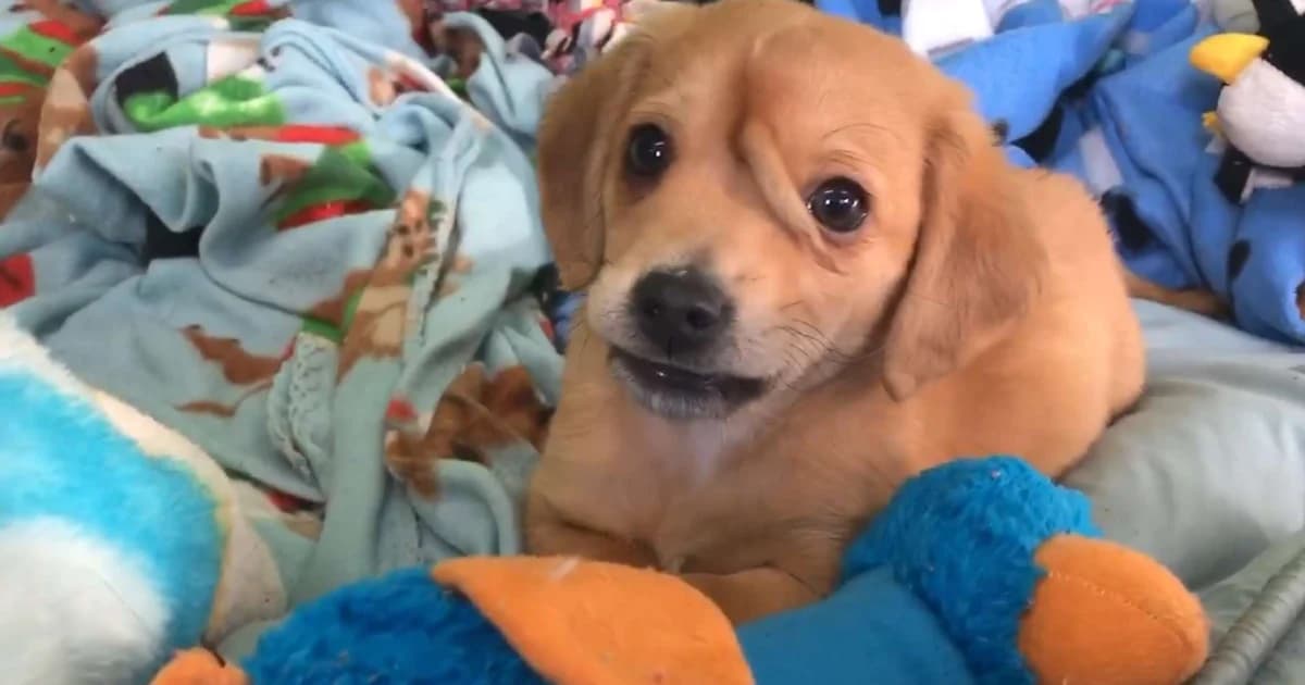 สัตวแพทย์อาสาผ่าตัดลูกหมา หางงอกกลางหัวสำเร็จ