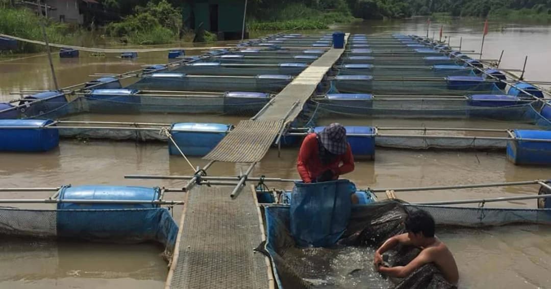 เฝ้าระวังแม่น้ำปราจีนหลังน้ำเริ่มเน่า เตือนผู้เลี้ยงสัตว์น้ำกระชังรีบคัดปลาออก