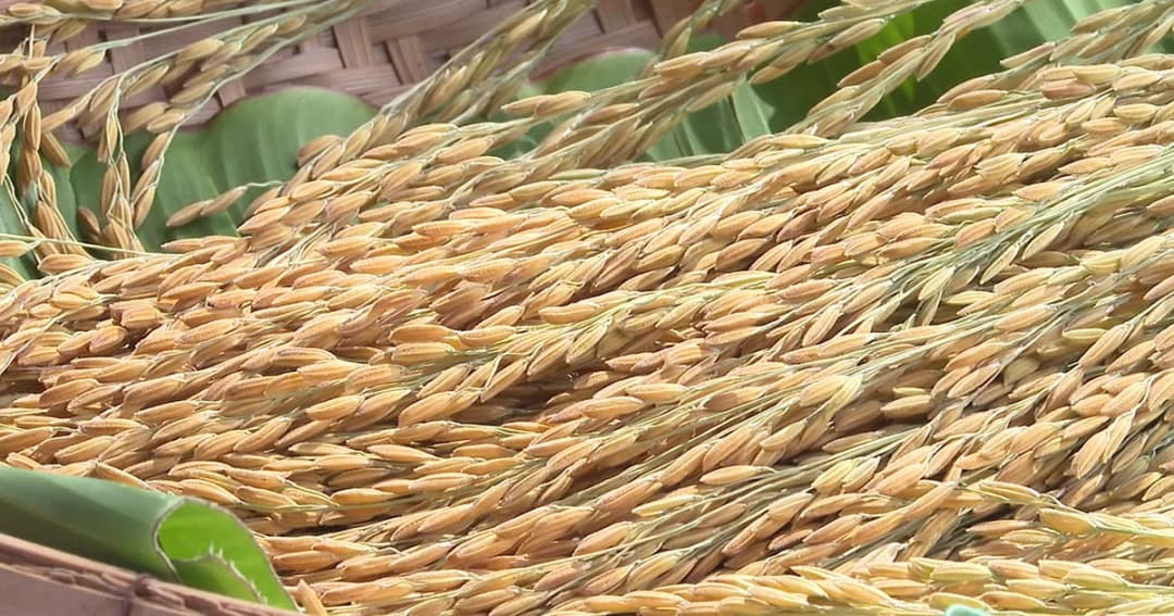 ข้าวหอมมะลิไทยพ่ายมาลีอังกอร์ เสียแชมป์ข้าวที่ดีที่สุดในโลก 2 ปีซ้อน