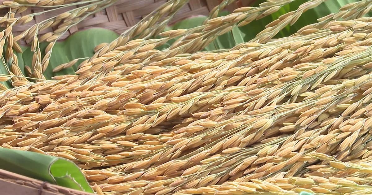 ข้าวหอมมะลิไทยพ่ายมาลีอังกอร์ เสียแชมป์ข้าวที่ดีที่สุดในโลก 2 ปีซ้อน