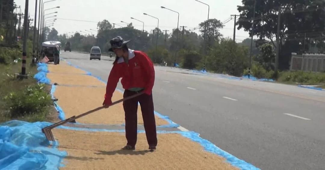 ชาวนาขอความเห็นใจต้องตากข้าวบนถนน เกี่ยวพร้อมกันลานตากไม่พอ