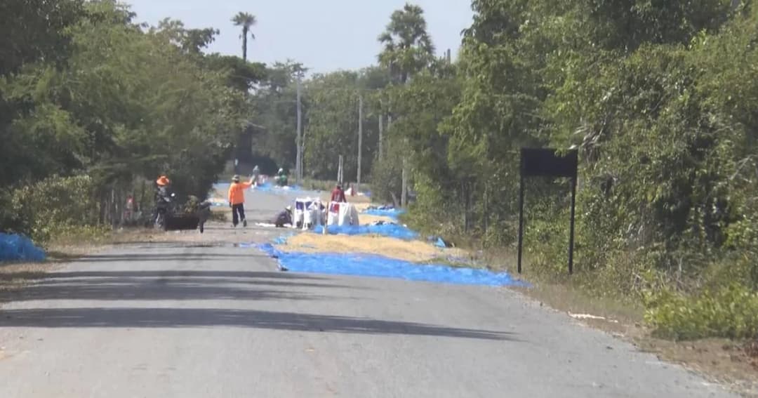 ชาวนาโคราช ตากข้าวบนถนนมุ่งปราสาทนางรำ นักท่องเที่ยวต้องระวัง