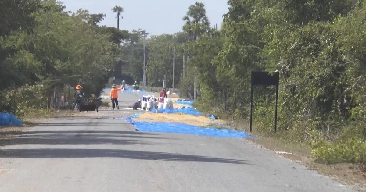 ชาวนาโคราช ตากข้าวบนถนนมุ่งปราสาทนางรำ นักท่องเที่ยวต้องระวัง