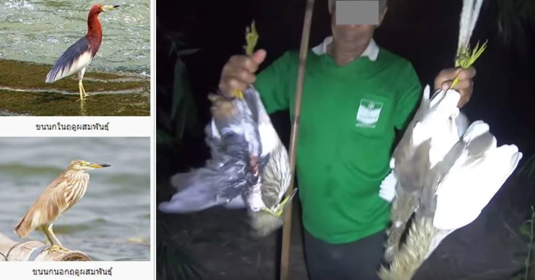 สั่งสอบคลิป YouTube สอนล่านกคุ้มครอง หากผิดโทษสูงสุดคุกไม่เกิน 4 ปี