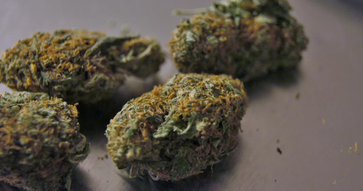 เลขาธิการฯ อย. ย้ำประเทศไทยให้ใช้กัญชาเฉพาะทางการแพทย์เท่านั้น