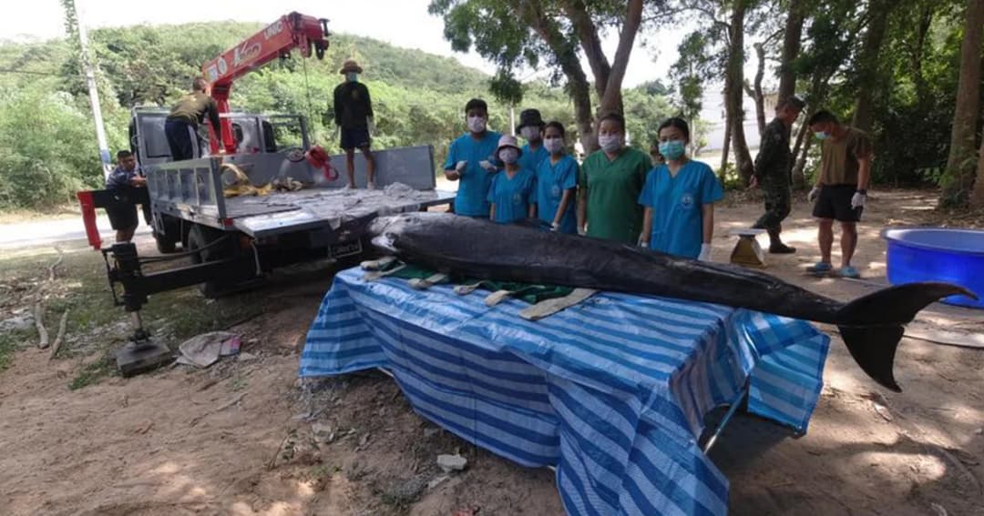 ‘วาฬเพชฌฆาตดำ’ เกยตื้นหาดพัทยาตายเพราะป่วยติดเชื้อ