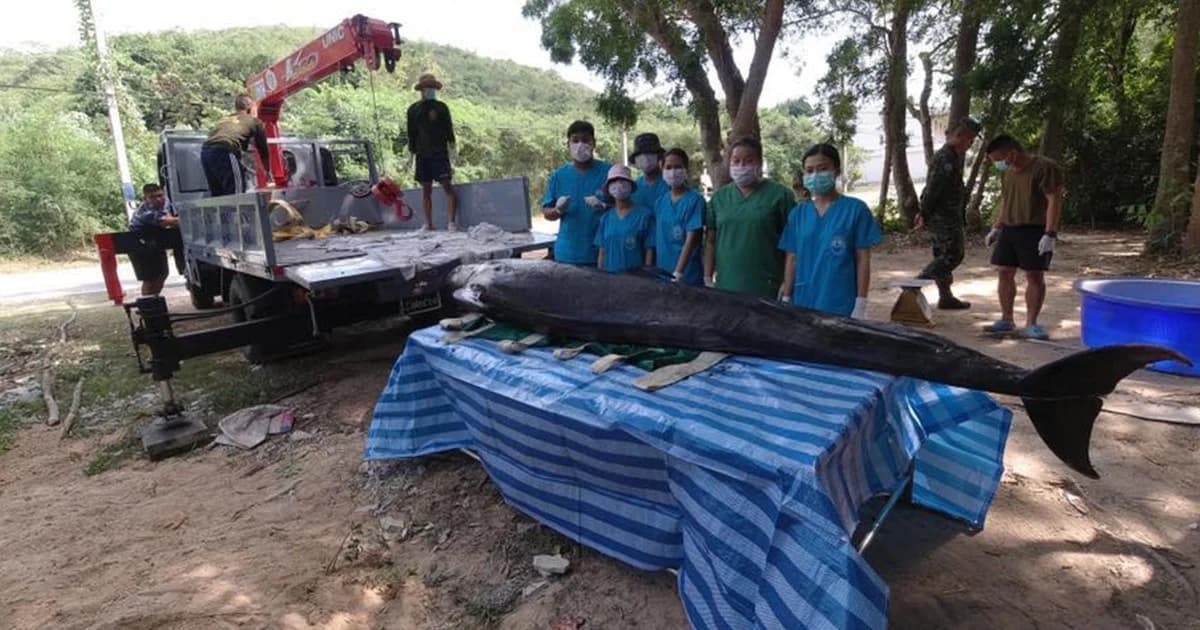 ‘วาฬเพชฌฆาตดำ’ เกยตื้นหาดพัทยาตายเพราะป่วยติดเชื้อ