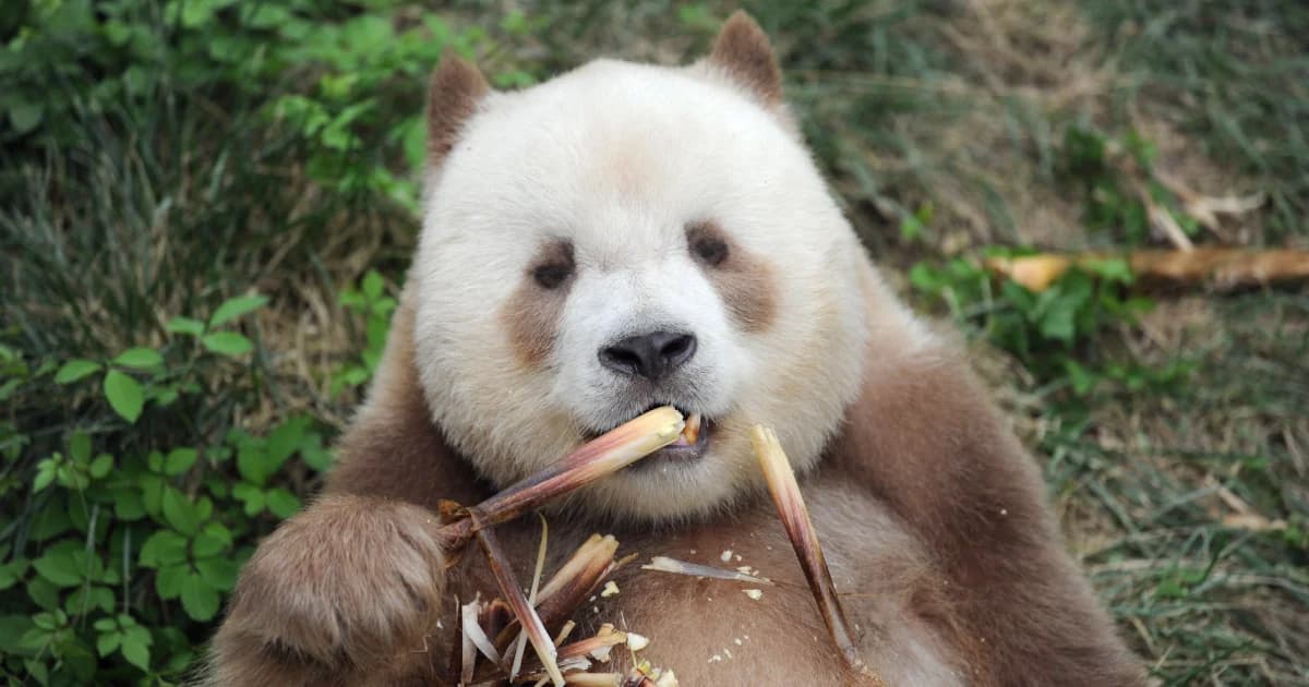 จีนส่งแพนด้ายักษ์สีน้ำตาลให้องค์กรนานาชาติรับอุปถัมภ์ต่อ