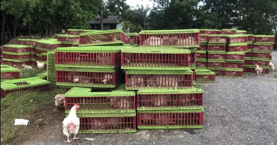 ด่านกักกันสัตว์ฝังทั้งเป็น ไก่ 4,000 ตัว แจงดึงต่อมความรู้สึกออกแล้ว