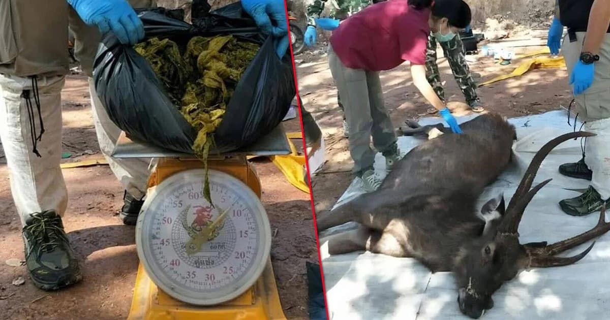 อึ้ง! ผ่าชันสูตรซากกวางป่าพบ ขยะพลาสติก 7 กก. ทั้งถุงดำ ซองกาแฟ และกางเกงชั้นใน