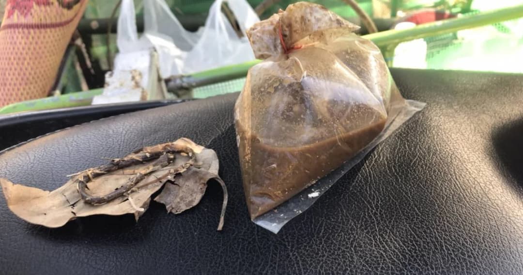 หนุ่มบุรีรัมย์ผงะ เจองูอยู่ในถุงปลาร้า หลังซื้อจากเจ้าประจำ แม่ค้าบอกกินได้ไม่มีพิษ