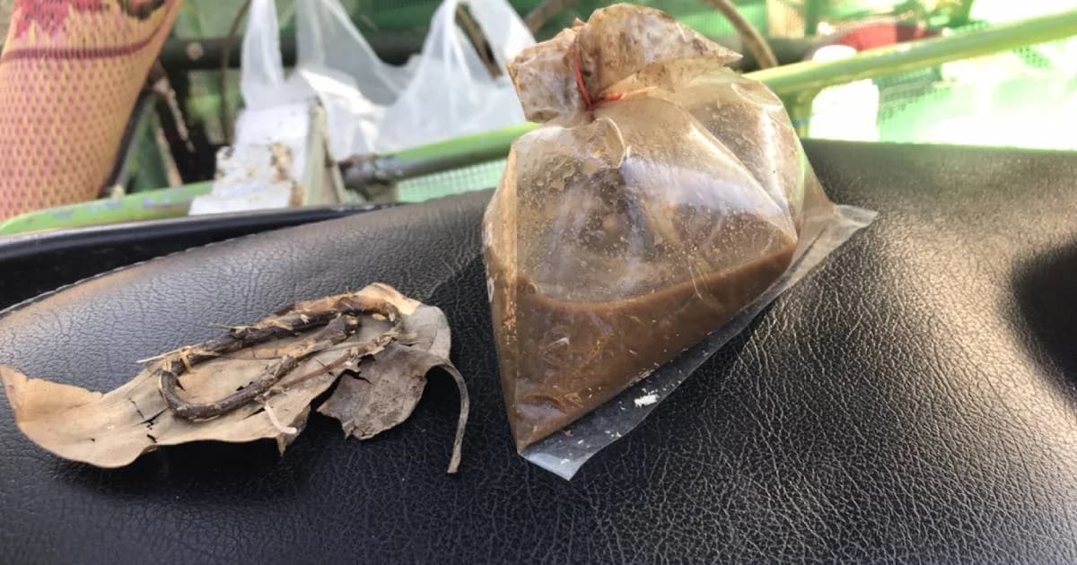 หนุ่มบุรีรัมย์ผงะ เจองูอยู่ในถุงปลาร้า หลังซื้อจากเจ้าประจำ แม่ค้าบอกกินได้ไม่มีพิษ