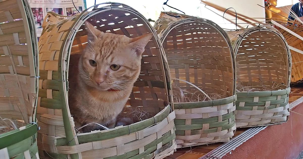 “ฮังแมว” ไอเทมใหม่ของทาสแมวที่หนาวนี้ต้องมี