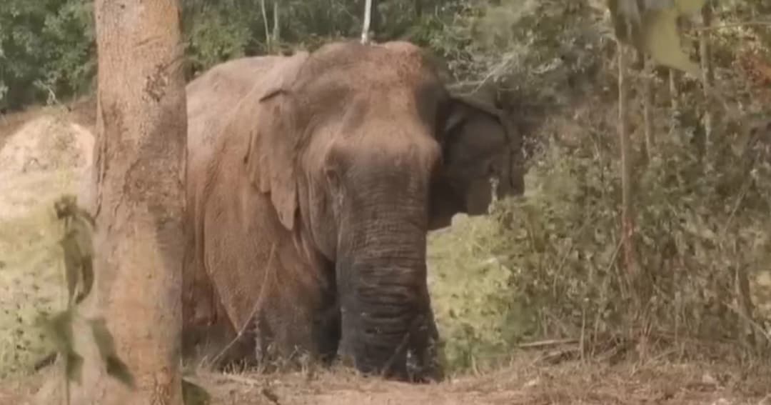 ช้างป่าทับลานถูกทำร้ายอาการดีขึ้นแต่ไม่ยอมกลับเข้าป่า