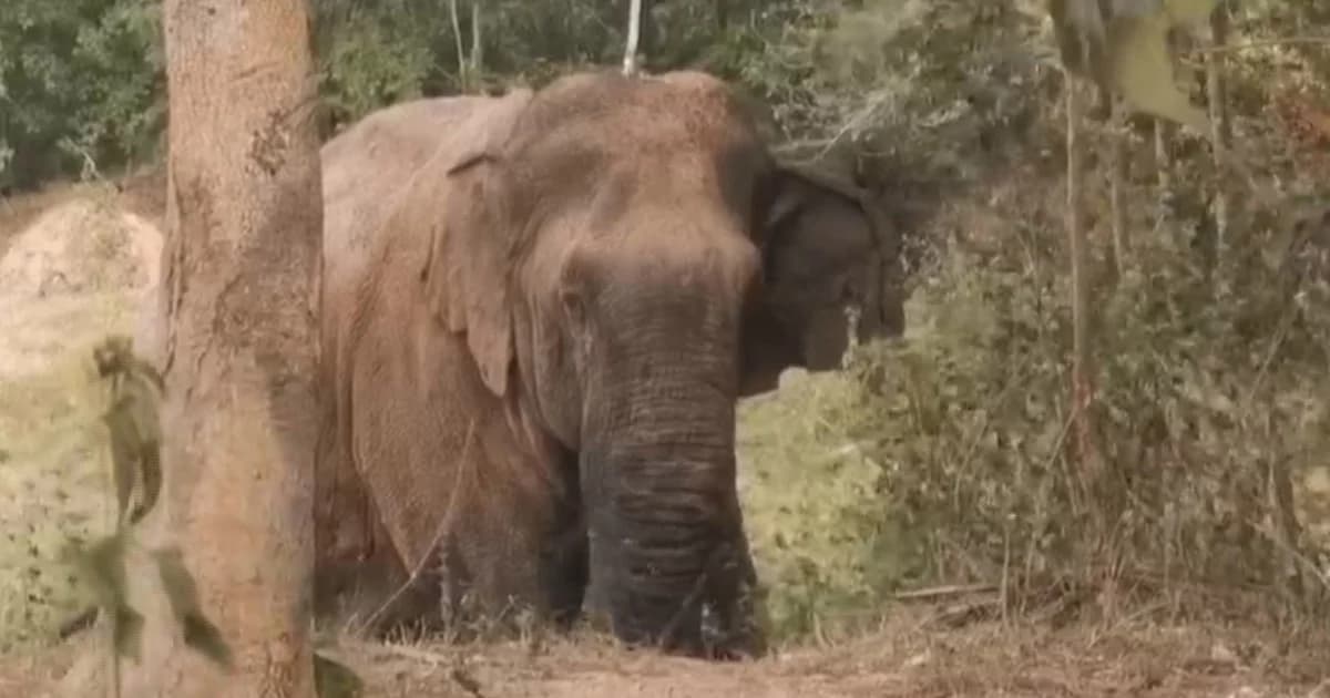 ช้างป่าทับลานถูกทำร้ายอาการดีขึ้นแต่ไม่ยอมกลับเข้าป่า