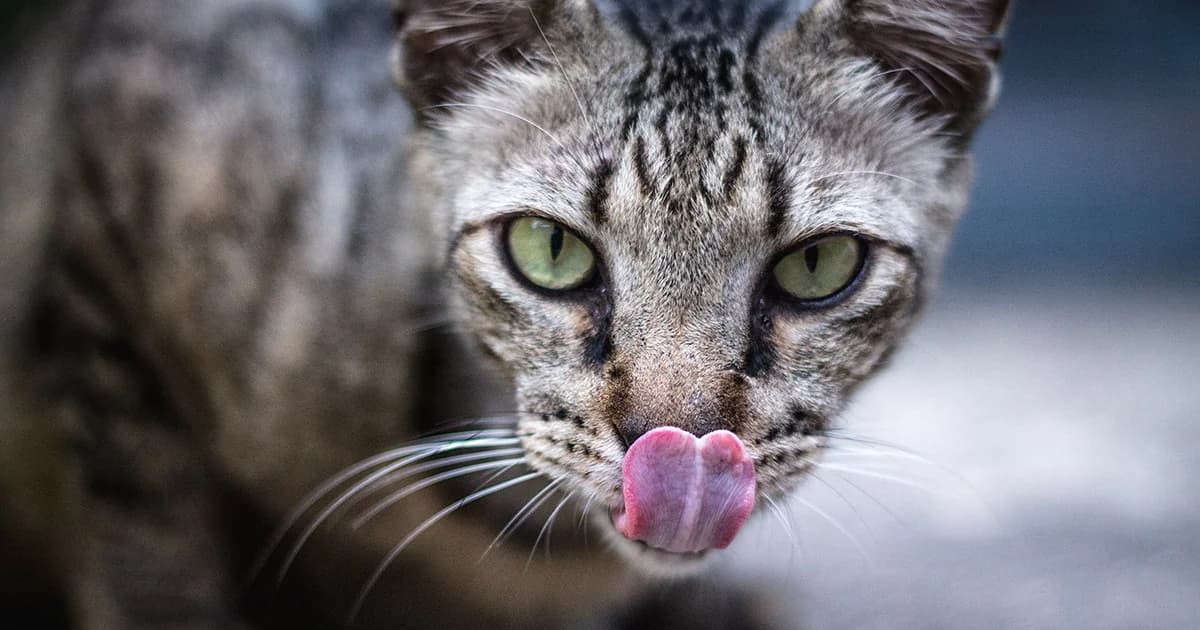 ให้แมวเลียหน้าเสี่ยงโรคติดเชื้อทางผิวหนังอันตรายถึงชีวิต