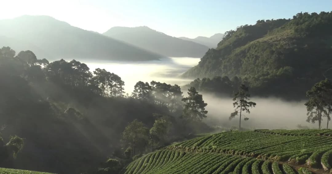 ดอยอ่างขางหนาวแล้ว ต่ำสุด 6 องศา นักท่องเทียวแห่ชมแสงแรกและแปลงสตรอเบอร์รี่ 