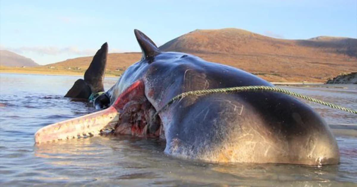 พบซากวาฬหัวทุยเกยตื้นชายหาดสกอต เจ้าหน้าที่พบพลาสติกในท้องกว่า 100 กิโลกรัม