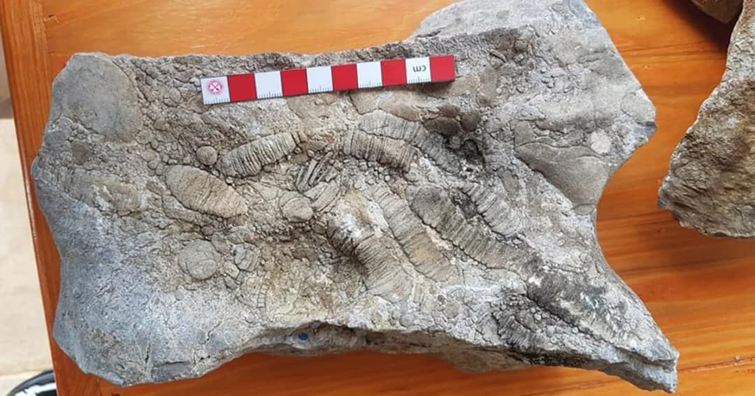 สรุปผลตรวจสอบซากดึกดำบรรพ์ในสวนปาล์มคือ พลับพลึงทะเลอายุประมาณ 285-250 ล้านปี