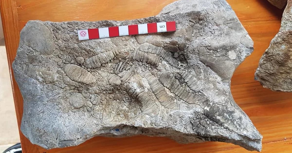 สรุปผลตรวจสอบซากดึกดำบรรพ์ในสวนปาล์มคือ พลับพลึงทะเลอายุประมาณ 285-250 ล้านปี