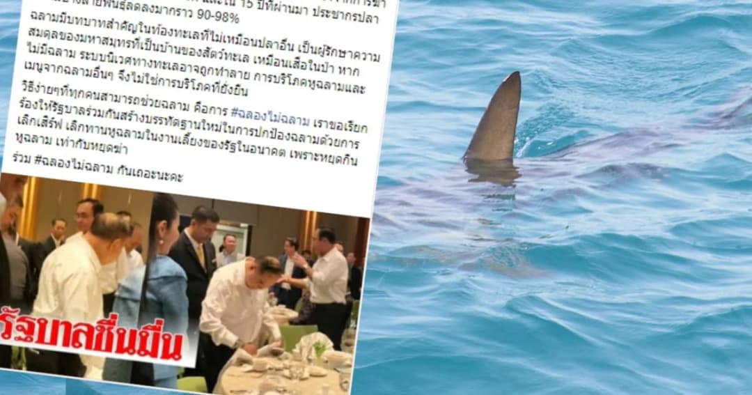 เอ็นจีโอเรียกร้องงานเลี้ยงของรัฐหยุดเสิร์ฟ “หูฉลาม” ชี้จีนแบนเมนูนี้ 7 ปีแล้ว