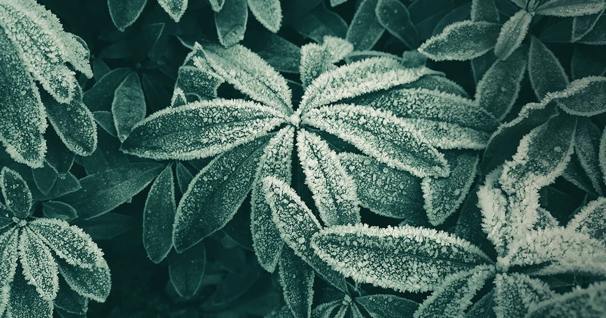 ประเทศไทยเคยหนาวปากสั่น อุณหภูมิติดลบ 1.4 องศาเซลเซียส