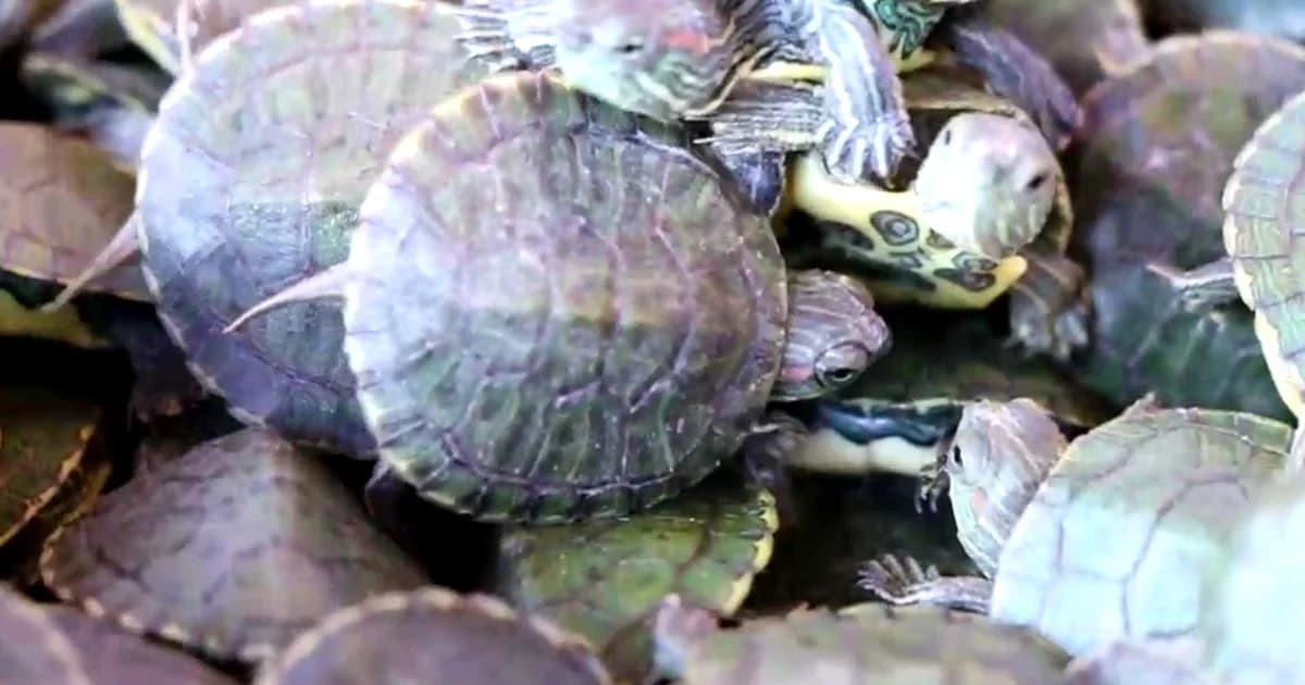 ศุลกากรสะเดาตรวจยึดเต่าญี่ปุ่น ปลาอาโรวาน่า และซาลาแมนเดอร์ มูลค่ารวมกว่า 8 แสน