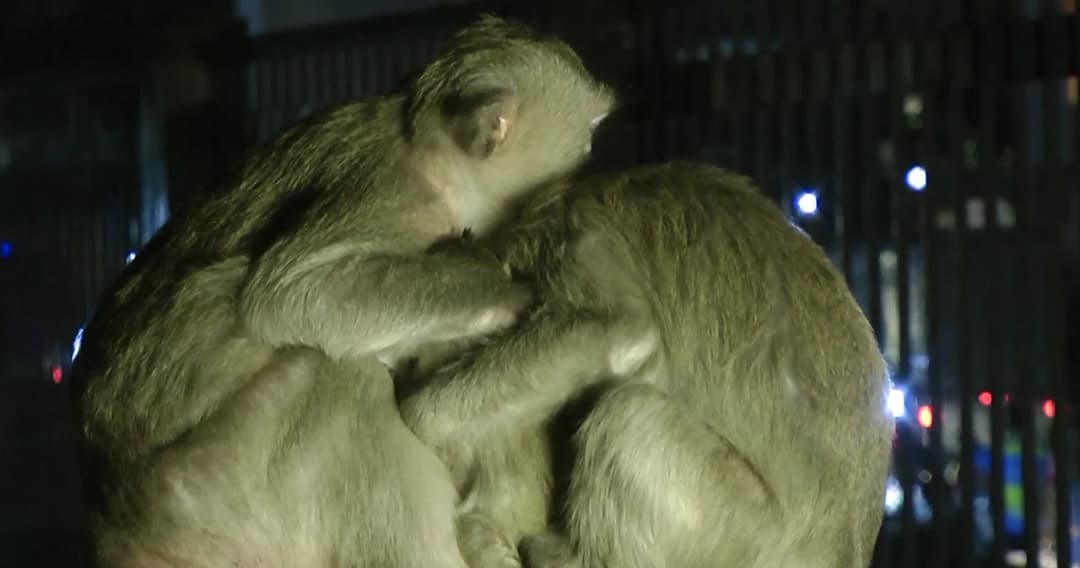 หายซนเลย ลิงลพบุรีกอดกันกลมลมหนาวอากาศเย็นจัด