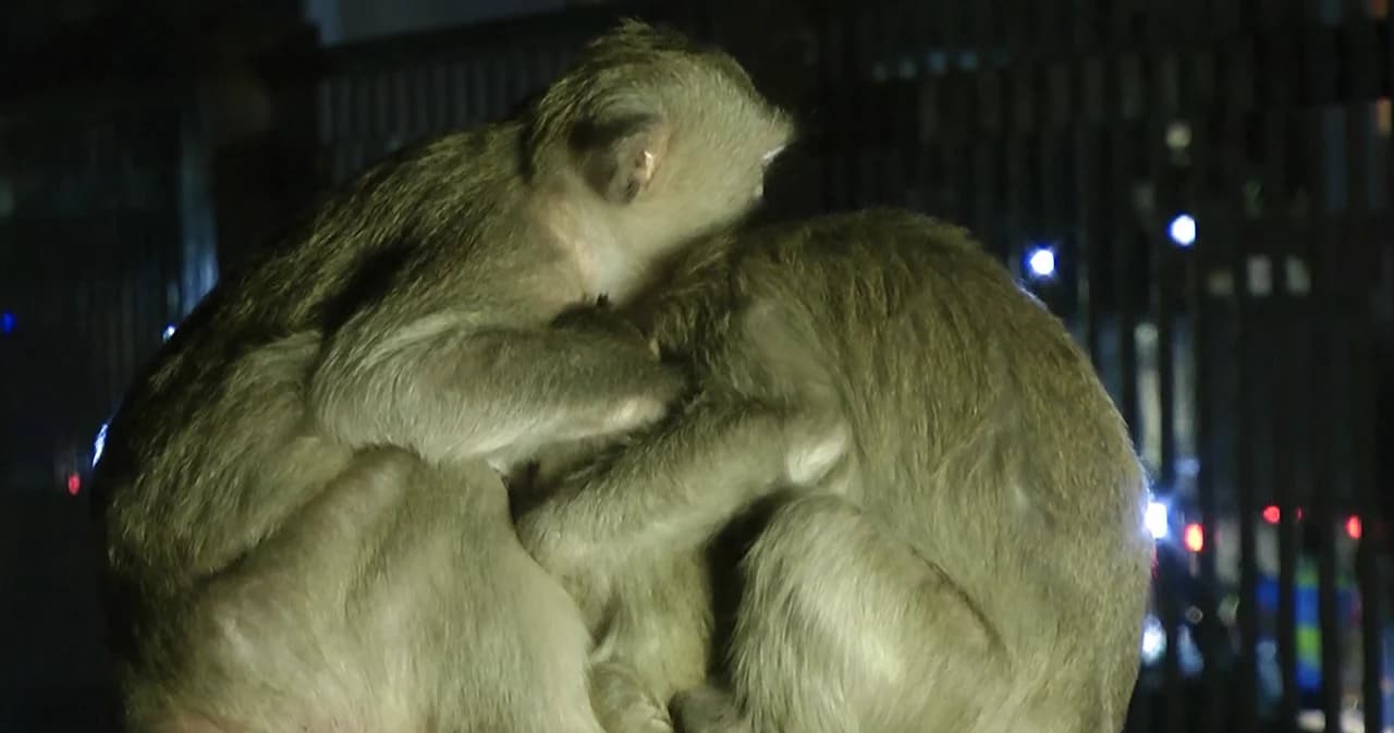 หายซนเลย ลิงลพบุรีกอดกันกลมลมหนาวอากาศเย็นจัด