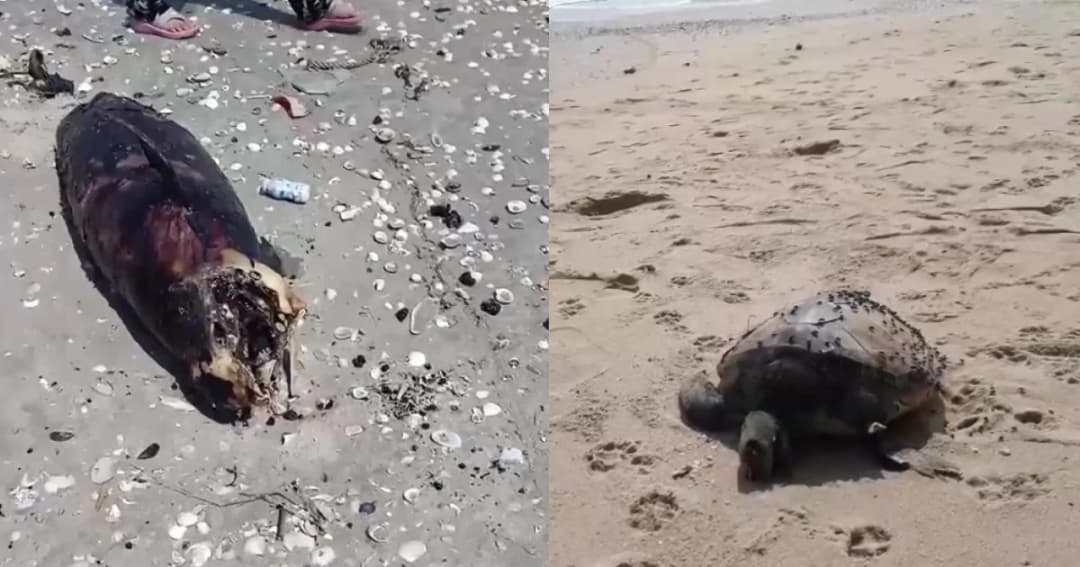 ก้อนน้ำมันลึกลับโผล่เต็มหาด จ.นครศรีธรรมราช โลมา-เต่าตนุตายเกยหาด