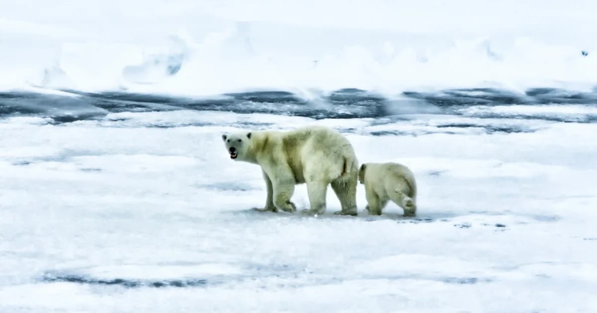พบหมีขั้วโลกหิวโซ 56 ตัว บุกหาอาหารในหมู่บ้านรัสเซีย