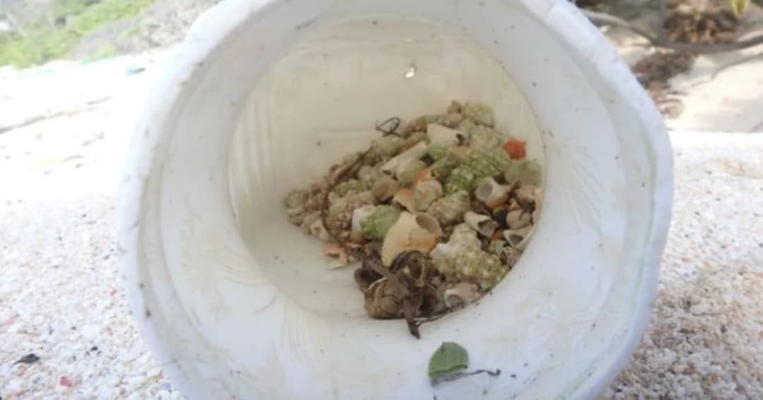 นักวิจัยเผยพบปูเสฉวนกว่า 5 แสนตัว ตายเพราะขยะพลาสติก