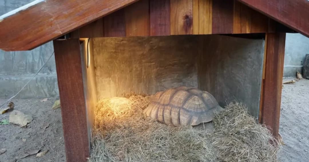 สวนสัตว์เชียงใหม่ติดฮีทเตอร์-เสริมกระสอบ ช่วยสัตว์ป่าฝ่าลมหนาว